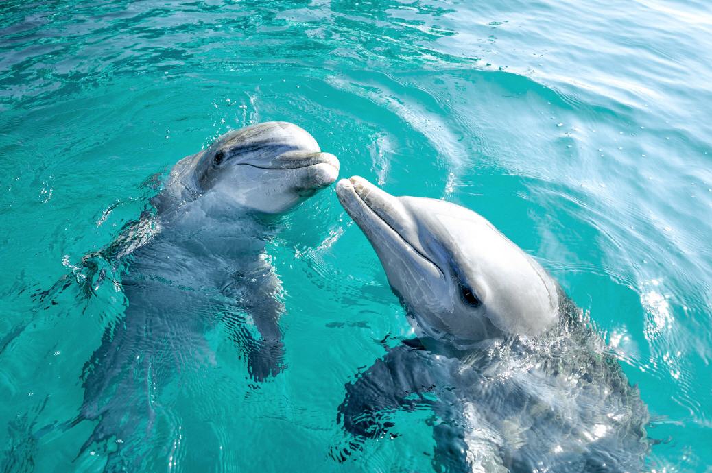 Bahamas: Delfine vor Freeport