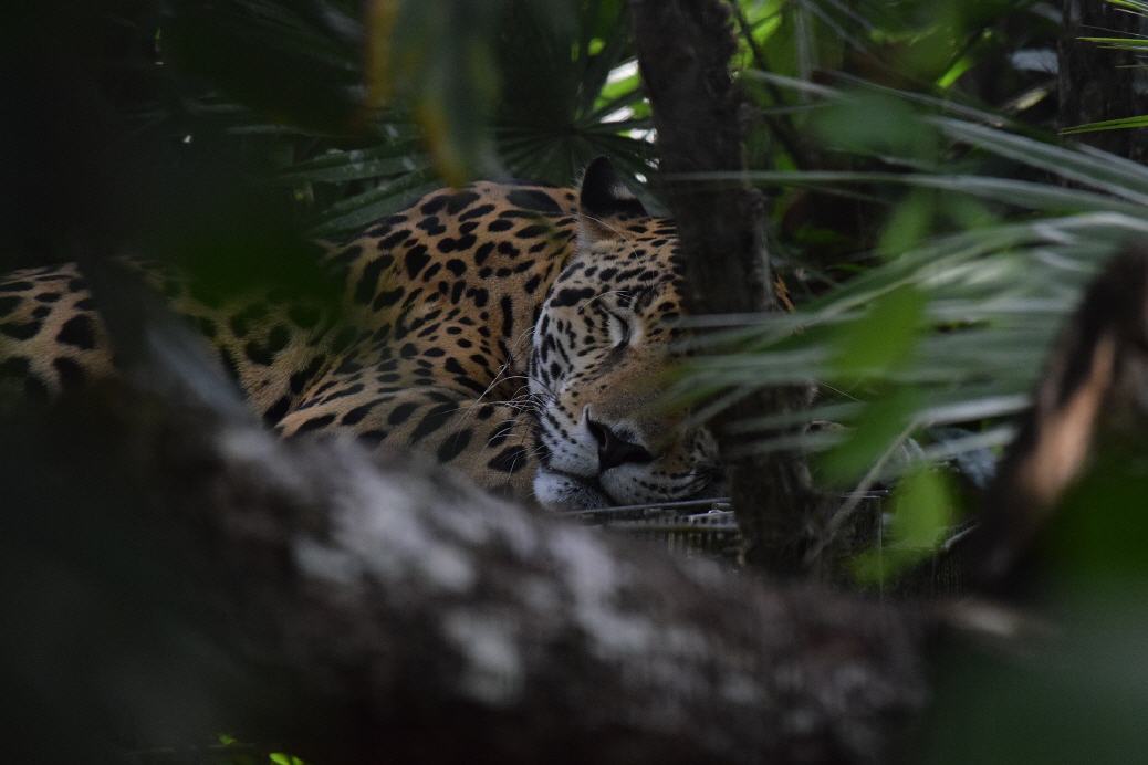 Jaguar in freier Wildbahn