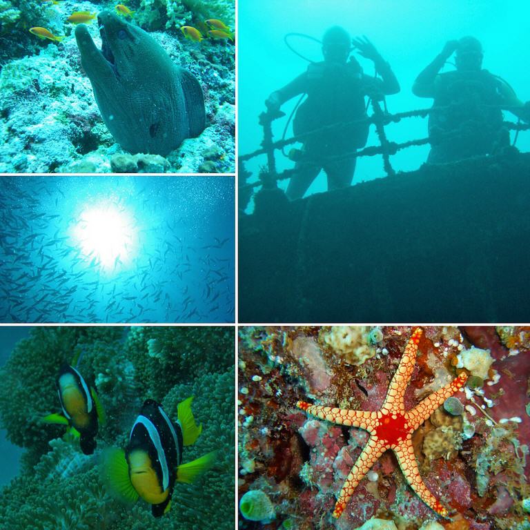 Die Unterwasserwelt der Malediven entdecken