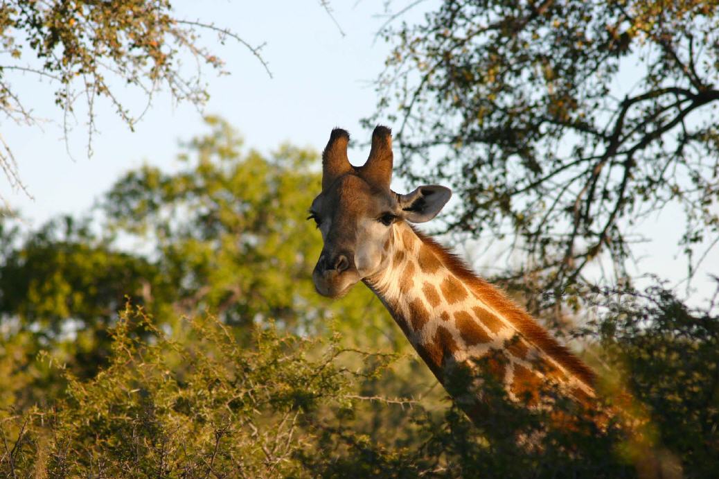 Giraffe am Etosha Nationalpark