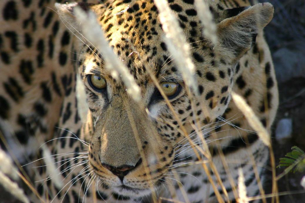 Big Five: Leopard auf der Pirsch