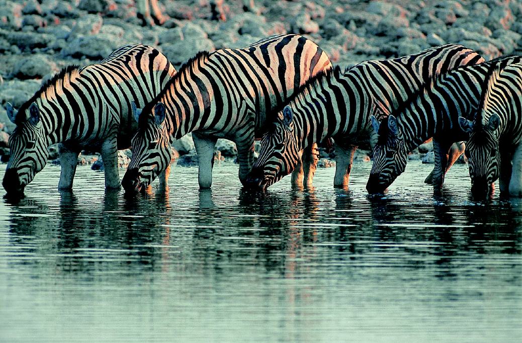 Zebras an einer  Wassertränke