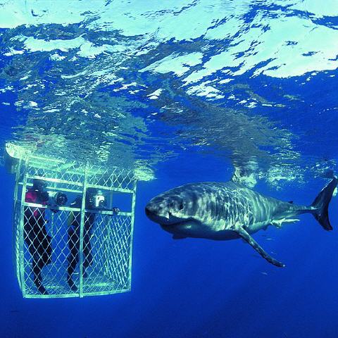 Südafrika: Marine Big Five-Safari & Hai-Tauchen