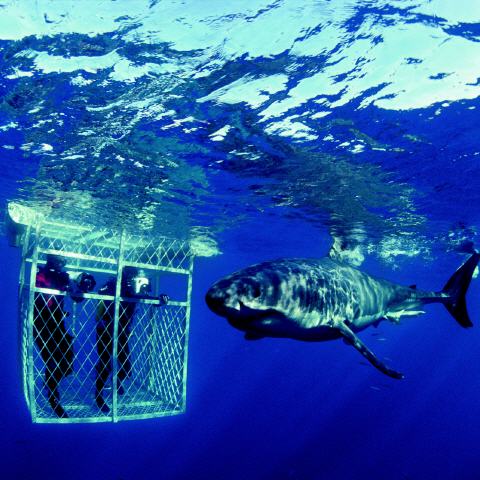 Südafrika: Tauchen mit Haien