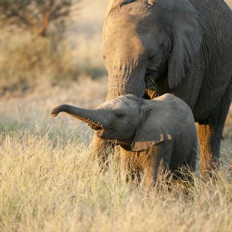 Südafrika: Safari mal anders