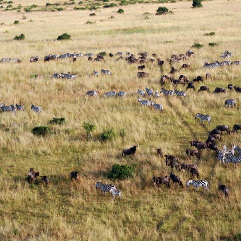 Kenia: Große Tierwanderung in der Masai Mara